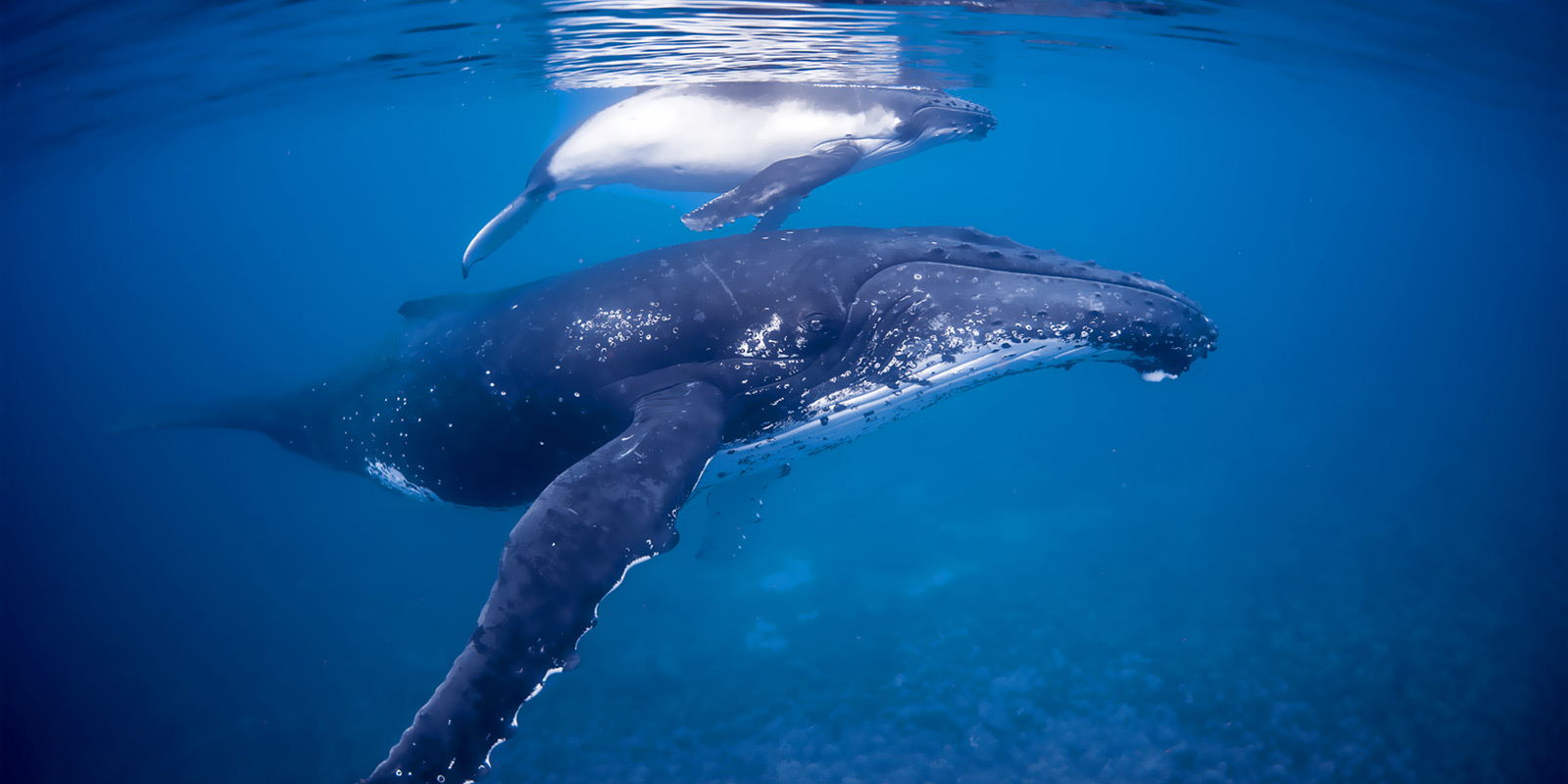 Observation des baleines à bosses dans leur milieu naturel